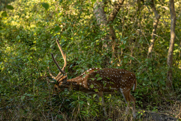 A spotted deer pauses in the dense forest of Jim Corbett, its delicate form blending with the shadows and light, a quiet reminder of nature's elegance in the heart of the wild.