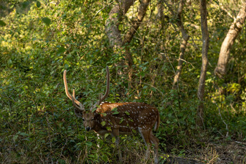 A spotted deer pauses in the dense forest of Jim Corbett, its delicate form blending with the shadows and light, a quiet reminder of nature's elegance in the heart of the wild.