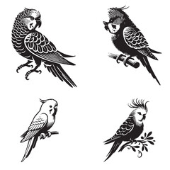 Fototapeta premium black Vector Silhouette of a Parakeet Isolated on White Background