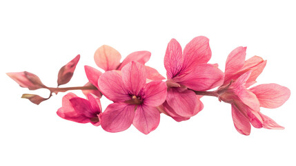 Obraz premium Pink flower on transparent background