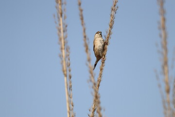 Silverbill on Plant
