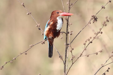 Kingfisher