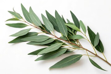 Obraz premium Eucalyptus leaves isolated on white background with clipping path