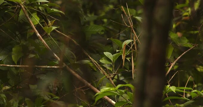 Agami Heron gracefully taking off from the rain forest undergrowth, surrounded by lush greenery.