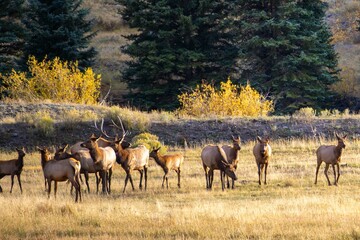 Elk herd in a sunlit autumn meadow.