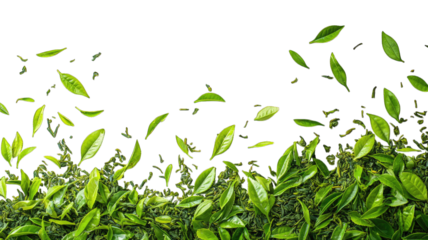 Fresh tea leaves falling onto bush against black backdrop, ideal for beverage ads
