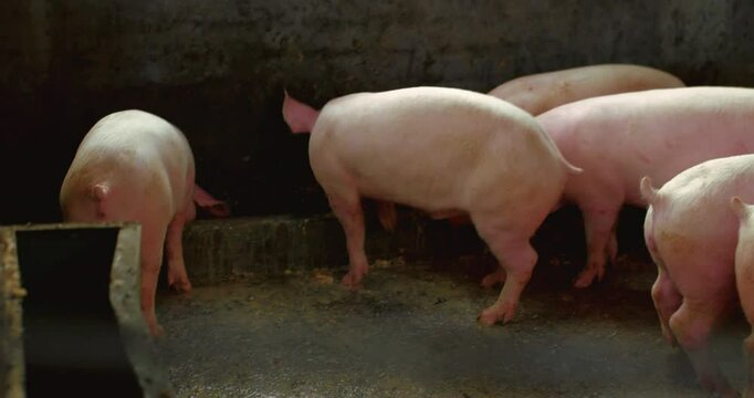 Group of pigs walking back and forth inside a pigpen, showcasing constant movement and rural life