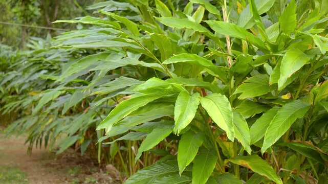Cardamom plants,close up of leafs, cardamon or cardamum farm ,cardamon branches, plant stem of the cardamom