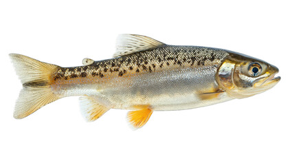 Naklejka premium Freshwater trout isolated on black, ready for culinary use