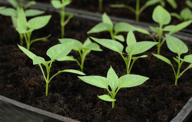 Spring seedlings