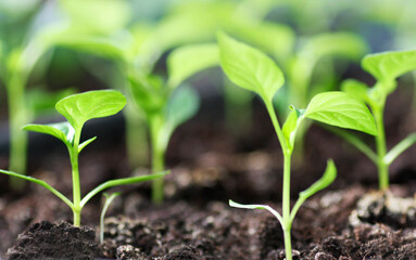 Spring planting.