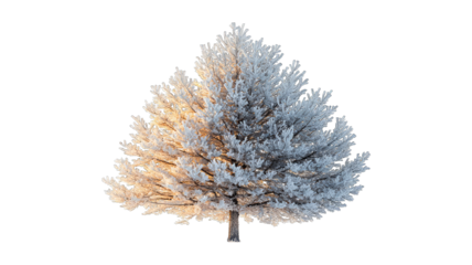 Frosted tree glowing at sunrise, dark background, holiday card