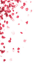 red rose petals