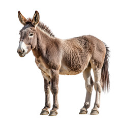 Obraz premium A lone donkey stands against a black background its brown fur highlighted