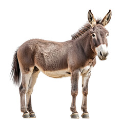 A brown donkey stands against a black background showing its full body