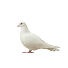 Obraz premium White Dove on Black Background Peaceful Bird Symbol Hope