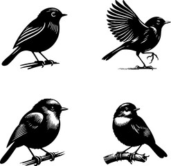 4 SET  OF BLACK Vector Silhouette of a Robin Isolated on White Background