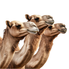 Obraz premium Camels Isolated on White Background on transparent background.