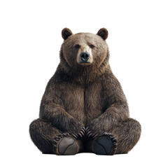 Fototapeta premium Grizzly Bear Sitting Meditative Pose Wildlife Animal Nature