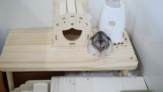 Adorable small pet hamster sitting on a wooden platform with a bear-shaped wooden house and a water dispenser in the background, in a cozy and clean habitat setting