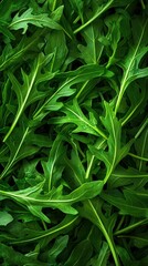 Vibrant green arugula leaves closeup fresh produce nature kitchen top-down view crisp and spicy flavor