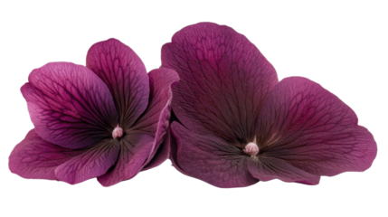 Purple flower on transparent background