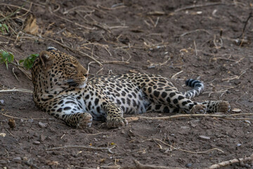 A beautiful female leopard lazing in the dry riverbed in Botswana.