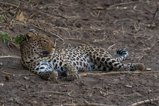 A beautiful female leopard lazing in the dry riverbed in Botswana.