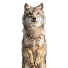 Fototapeta premium Majestic Wolf Standing on Hind Legs Wild Animal Portrait