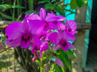Vibrant Pink Orchids in Sunlit Garden

