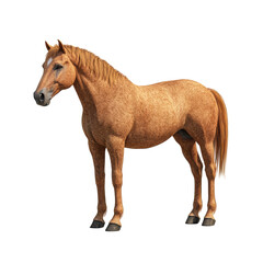 Fototapeta premium Chestnut Horse Isolated Black Background Animal Portrait Equine Photography