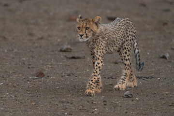 Closeup of a Cheetah cub walking through the dry landscape of Mashatu, Botswana.