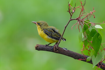 olive-backed sunbird