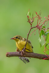 olive-backed sunbird