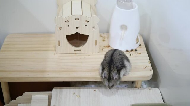 Adorable small pet hamster sitting on a wooden platform with a bear-shaped wooden house and a water dispenser in the background, in a cozy and clean habitat setting