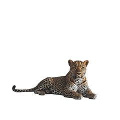 Obraz premium Majestic Leopard Resting in Dark Background Wild Cat Beauty