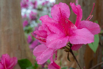Bright pink Azalea flowers closeup wih a tree wooden background. Photo taken in New Orleans, Louisiana