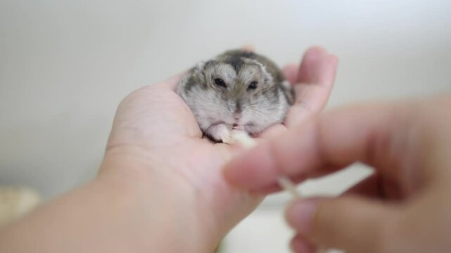 Dwarf Hamster Resting Comfortably on a Person's Hand While Nibbling a Snack, Showcasing a Bond Between Pet and Owner in a Gentle and Caring Moment of Interaction and Trust