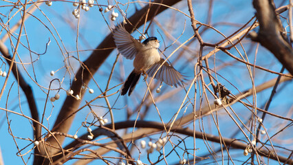 Small Silver-throated bushtit flying among tree branch, Aegithalos glaucogularis or long tailed tit.