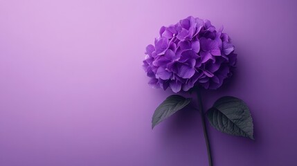 Fototapeta premium Vibrant purple hydrangea flower resting against a soft lavender backdrop creates a serene and elegant atmosphere in this floral arrangement