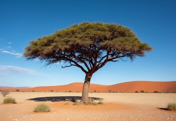 Typical african lone acacia tree with Namib desert - Namibia, South Africa