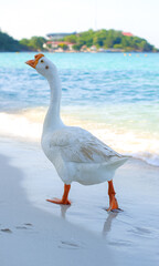 domestic goose at Koh lan island beach, sea
