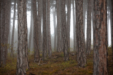 morning forest in the mist