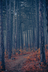 morning forest in the mist