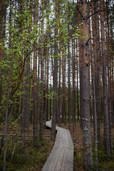 eco trail made of wooden flooring in a pine forest in a nature reserve. walk in nature among the trees
