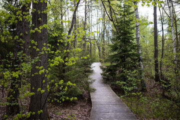 Fototapeta premium eco trail made of wooden flooring in forest in nature reserve. walk in nature among trees in spring