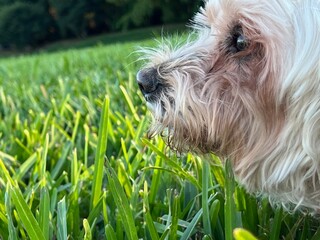 dog in the grass