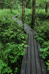 Fototapeta premium Winding wooden trail through lush forest in Sweden inviting nature enthusiasts for exploration
