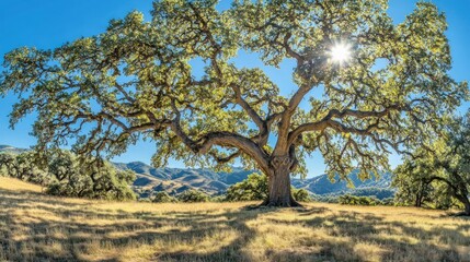 Fototapeta premium Majestic Oak Tree Sunburst, Hilly Landscape, Summer