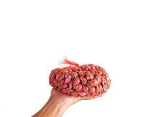 Hand holding red onion on white background.